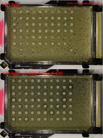 Mating Assay with yMM422, Courtesy of Jue Wang
