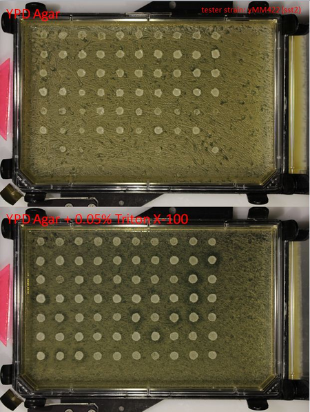 File:YeastMatingAssay.png