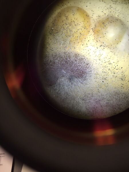 File:12699022 985326154849949 1373036172 o.jpg