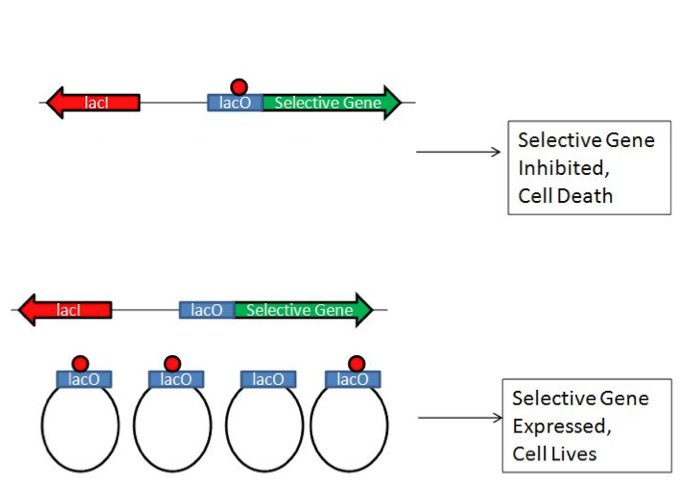 Operator repressor Titration