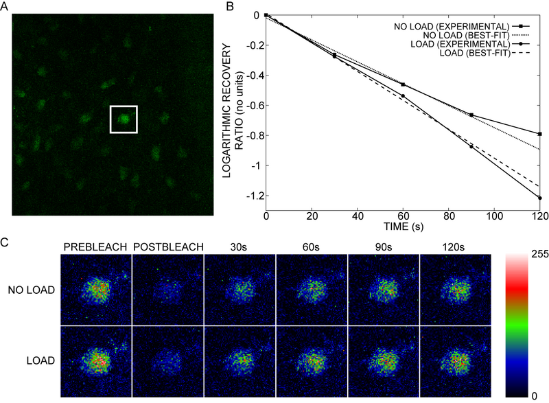 File:FRAP from JBMR.png