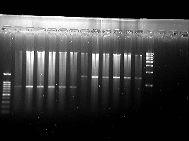 File:080814 504 AID lexA -3.tif