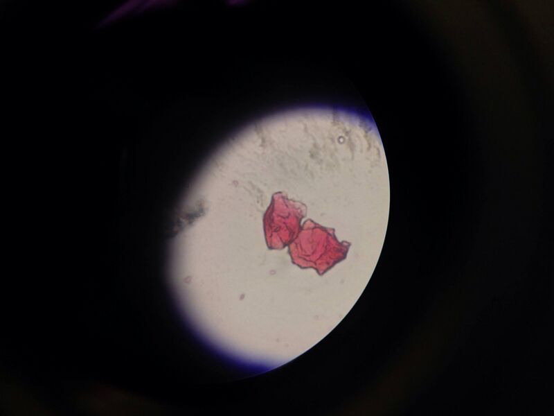 File:BME103 Group3 Cten-9.jpg