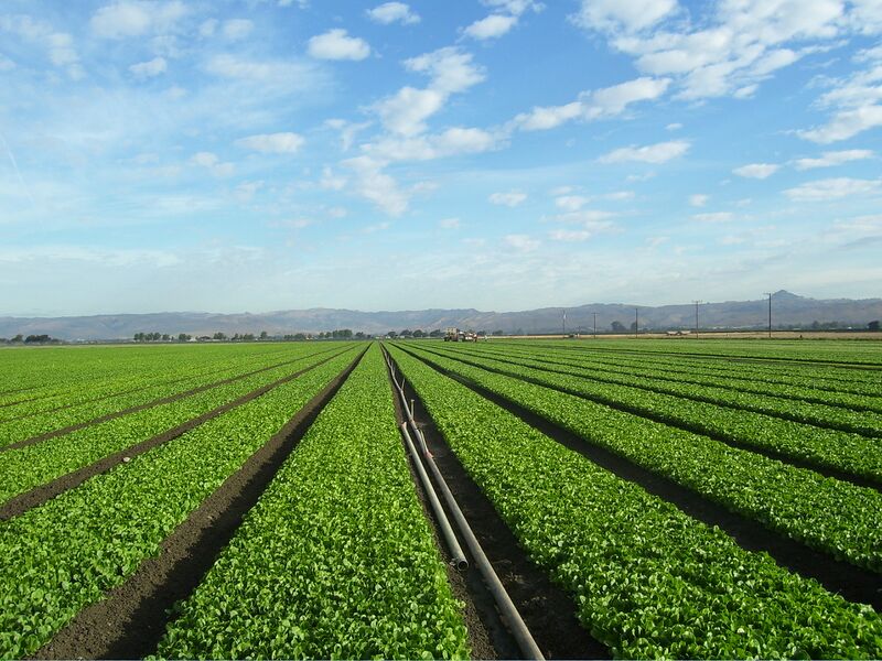 File:Earthbound Farm 008.jpg