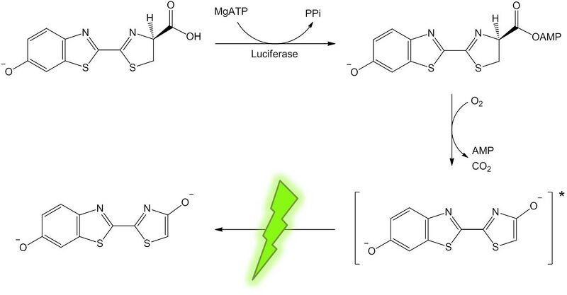 File:Luciferin-luciferase reaction.jpg