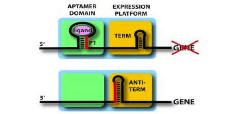 File:Riboswitch diagram.jpg