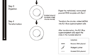 From Stratagene QuikChange Manual, Part 2