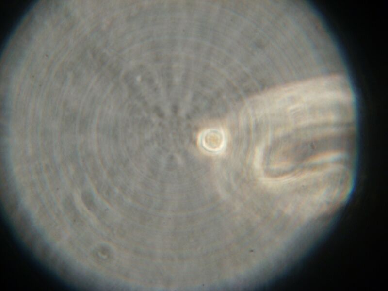 File:IC07 image182.jpg