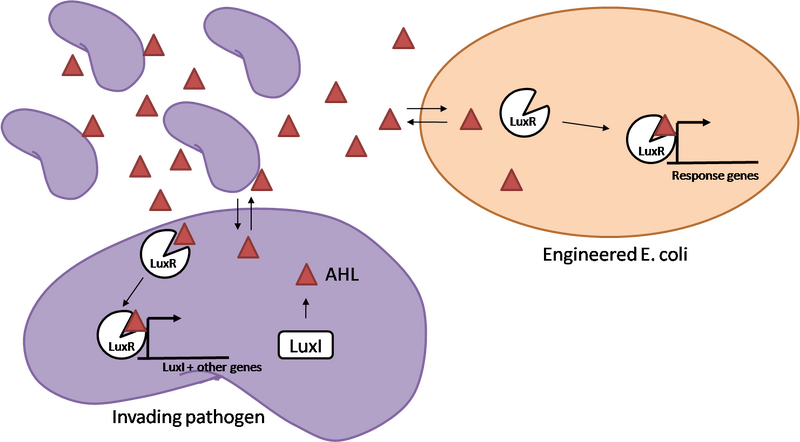 File:Response diagram.png