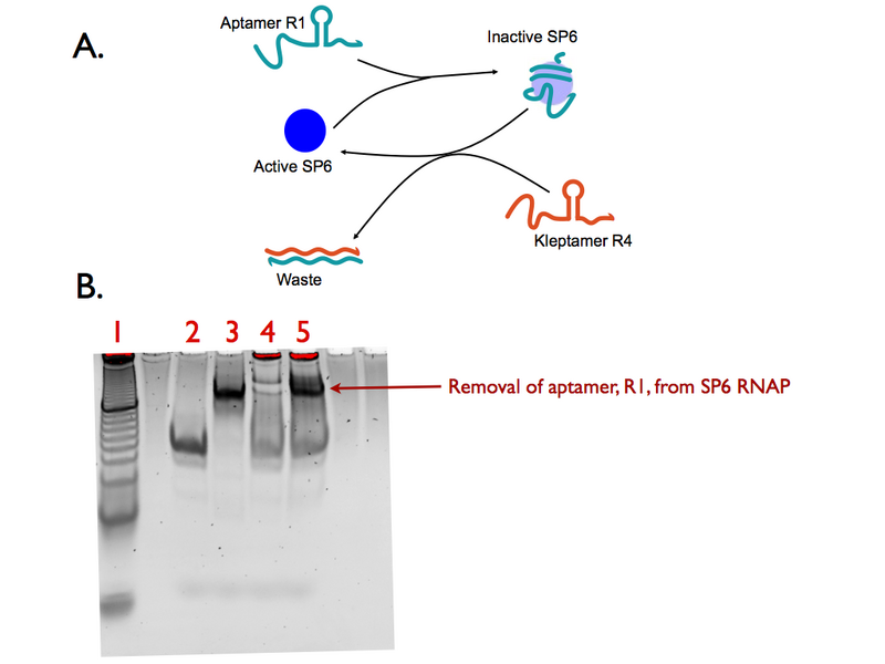 File:SP6 reactivation G4.003.png
