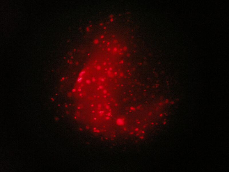 File:TR Green 0uM 2 4b.jpg