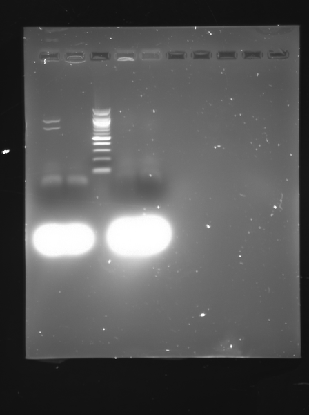 File:100924 QS 39.tif