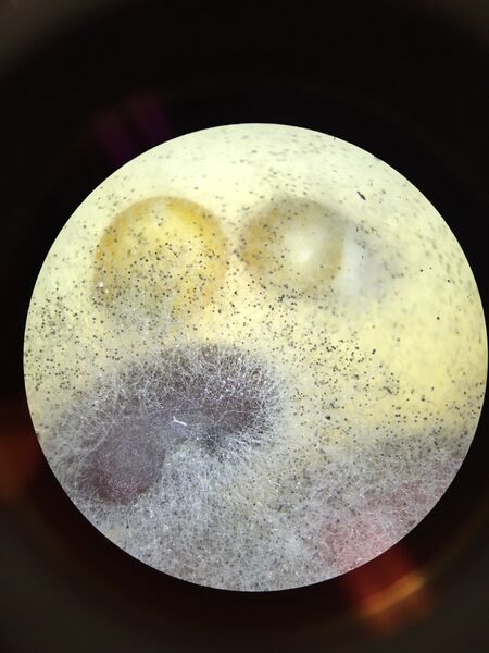 File:2-4 Sporangia.jpg