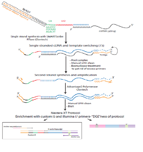 File:DGE workflow.png