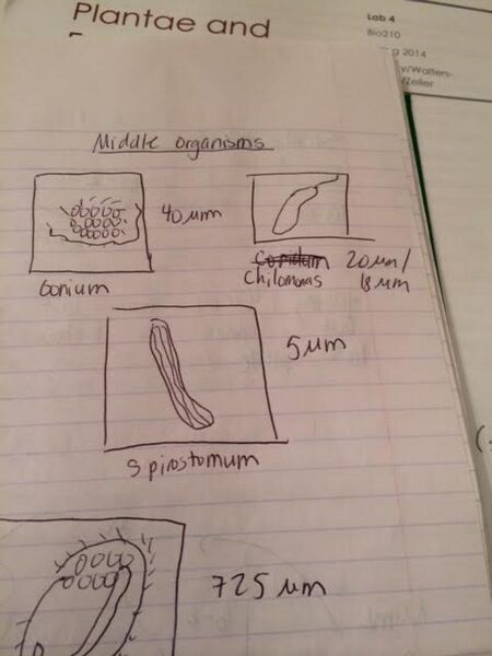 File:Middle organisms.png