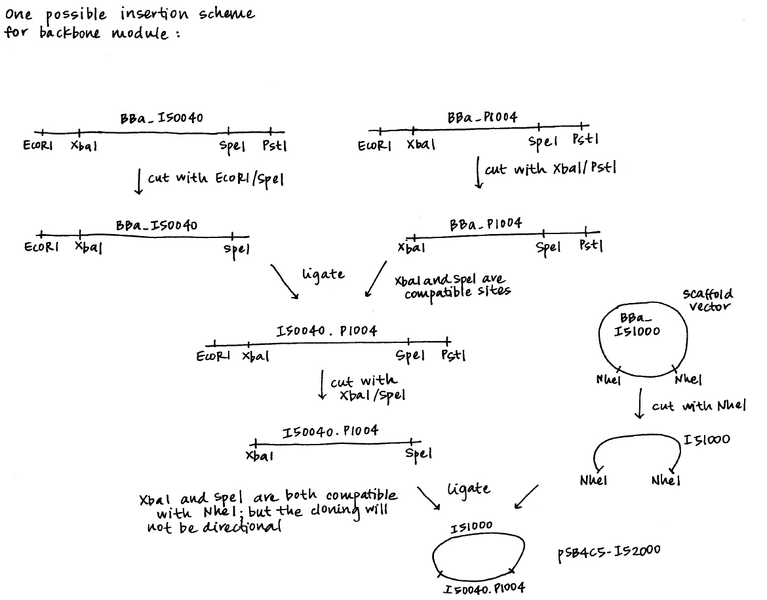 File:SBvectorassemblyscheme.png