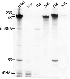 File:SDM RNA3a.tif