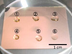 After incubation for 24h