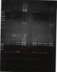 WF lab blue(top gel) and red (bottom gel)