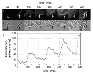 Repressilator Elowitz Experimental Observations