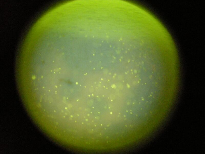 File:TR Green 0.5uM 1 3a.jpg