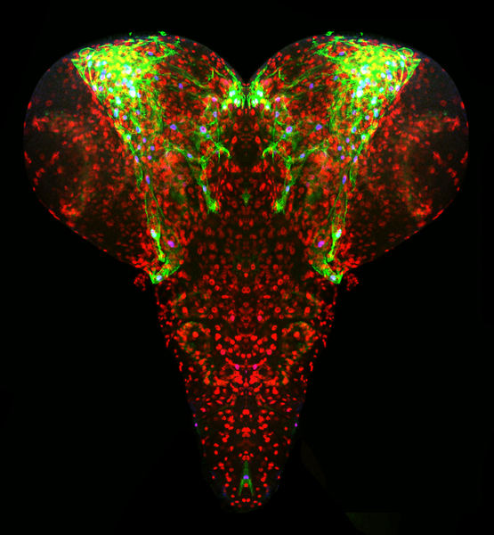 File:Avet Rochex cover image.tif