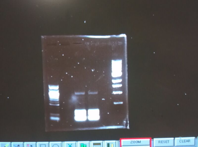 File:BBa J63002 Digest Gel.jpg