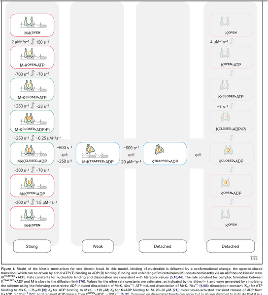 File:Cross States.png