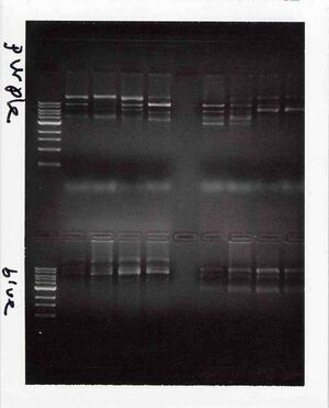 Gel for Purple and Blue Groups, TR