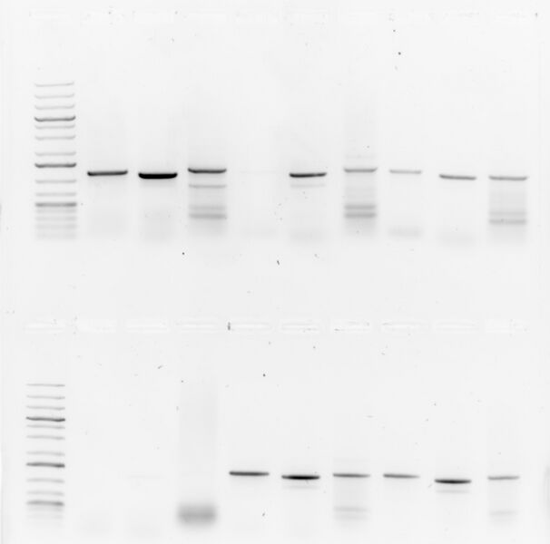 File:2016-06-23 6-1 through 6-6.jpg