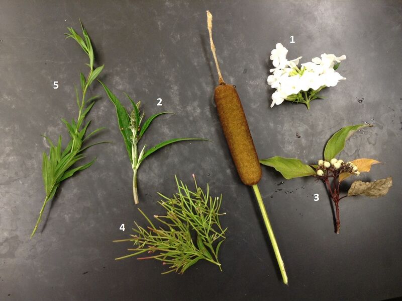 File:Chang Five Plant Samples.JPG