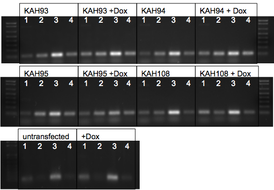 File:KAH 010410 gel2.tif
