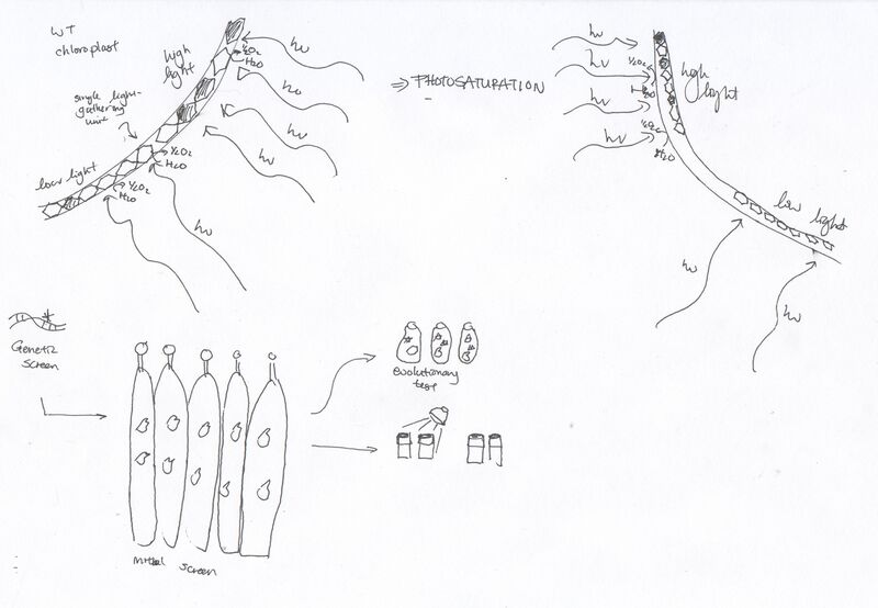 File:20.109 f12 WFGreen.jpg