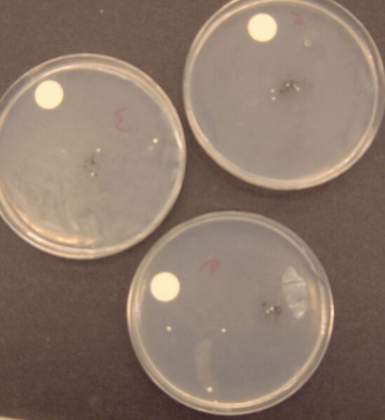 File:Macintosh HD-Users-nkuldell-Desktop-HMSbiolistics results.jpg