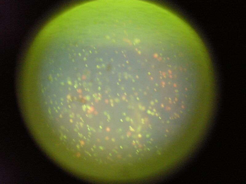 File:TR Green 0.5uM 2 2a.jpg