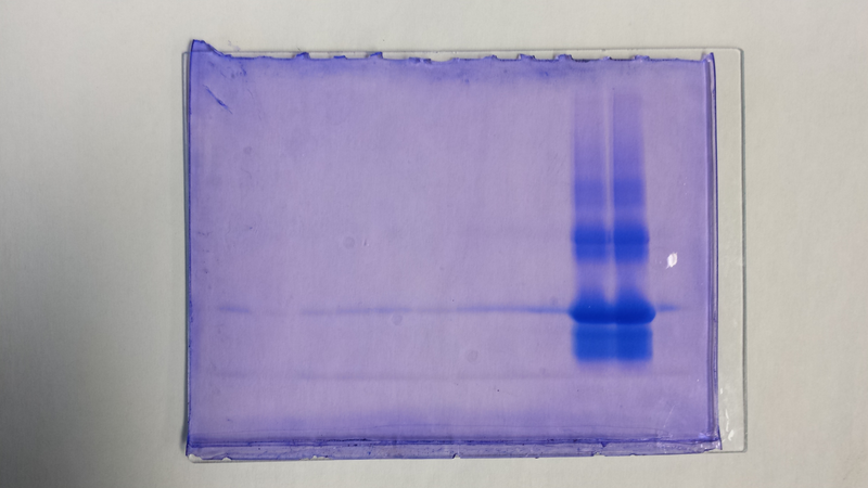 File:2013-09-25 gelupright.png.png