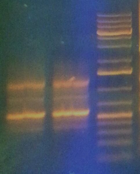 File:20131110 213024 (3).jpg