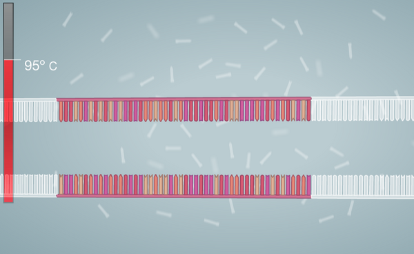Denaturation of Template DNA