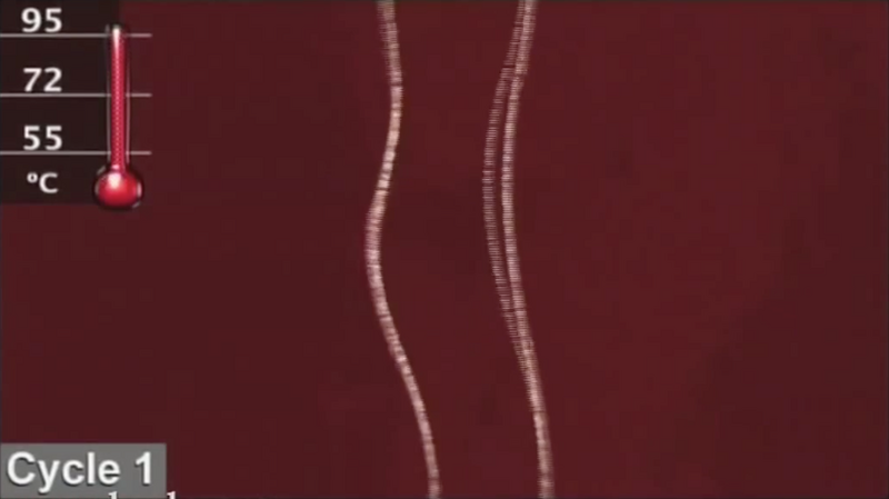 File:Denaturing DNA.png