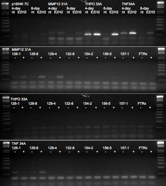 File:KAH 091910 gel1.tif