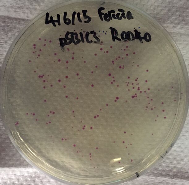 File:Plate Felicia.JPG