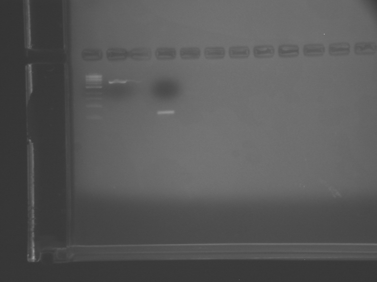 File:Re-run Red TR.BMP