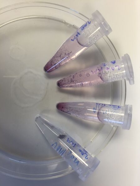 File:20160217 before200uM.JPG