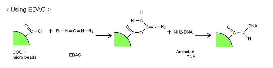 The scheme of the reaction of EDAC