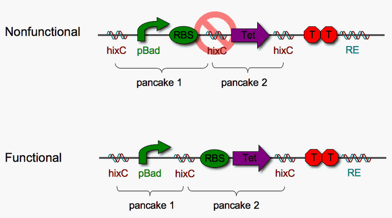 File:Define Biocake.gif