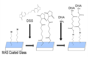 A series of attaching aminated DNA to glass reaction
