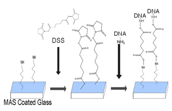 A series of attaching aminated DNA to glass reaction