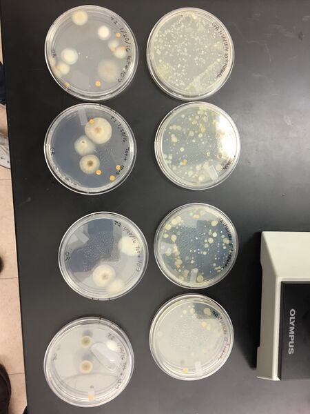 File:Agar plates after serial dilution.JPG