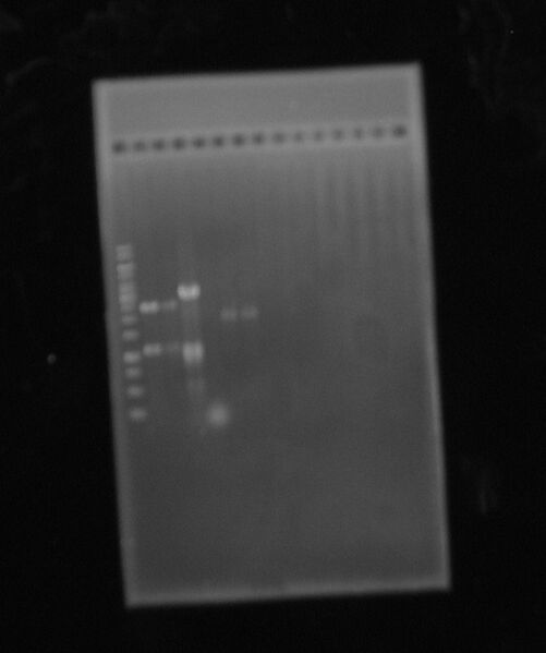 File:Restr mutluz.JPG