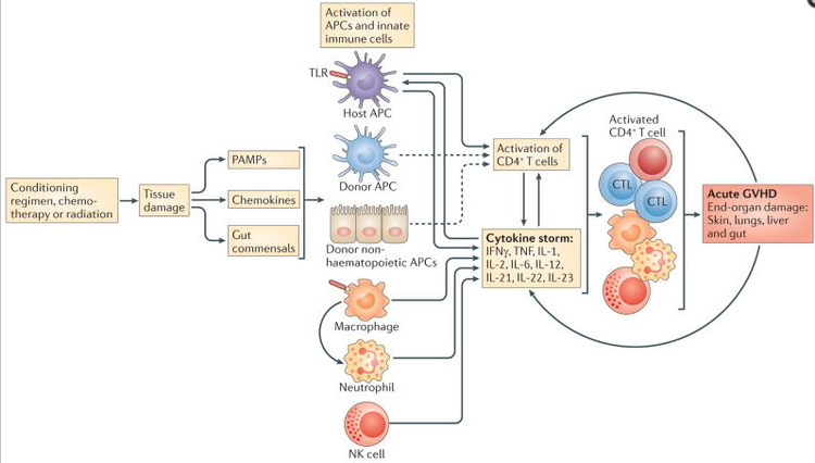 Mechanism of aGVHD signal cascade [3]